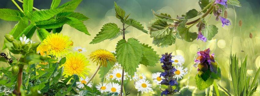 Superfood aus dem Garten